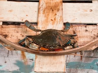 Fresh Standard Female Hard Crabs