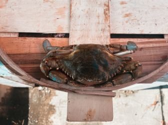 Fresh Standard Male Hard Crabs