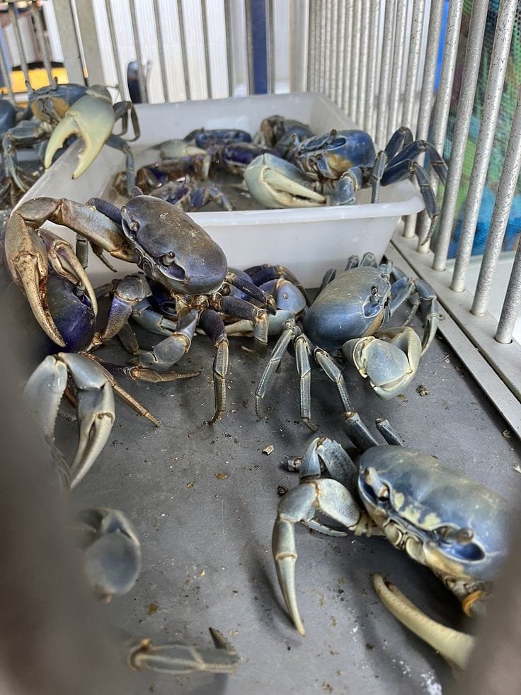 Jamaican land crab seafood selection