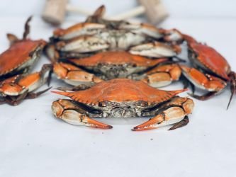Medium Female Hard Crabs