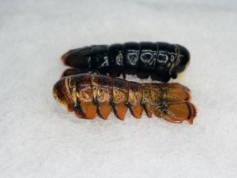 Medium Lobster Tails - 2 Pack