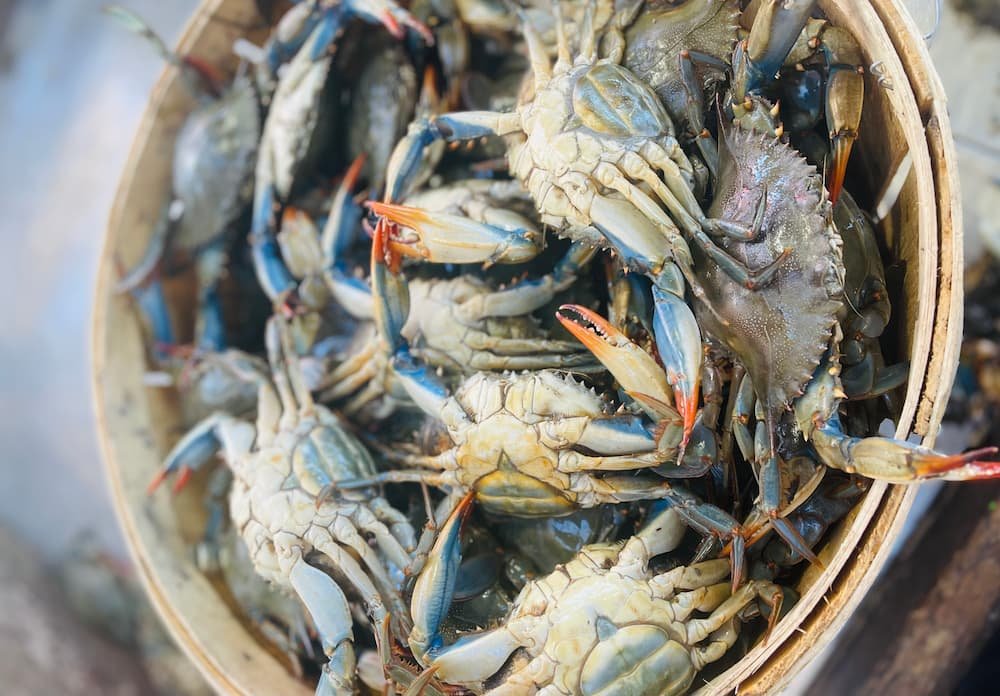 Blue crab seafood selection